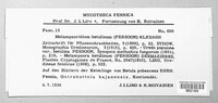 Melampsoridium betulinum image